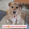 Luca sucht seine ❤ Menschen
