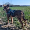 Sanfte Neila🌺 sucht liebe Hundekenner