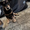 ALICE  Hundeomi sucht ruhige Familie