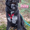 Ruby - freundlich und menschenbezogen