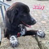 Ruby - freundlich und menschenbezogen