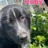 Ruby - freundlich und menschenbezogen