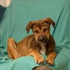 SAMOA, chiot Berger Créole mâle