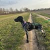 Bobby 😍 Pointer-Mix auf Pflegest. in D