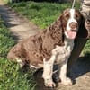 Rina 💖Springer Spaniel Hündin auf PS.