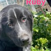 Ruby - freundlich und menschenbezogen