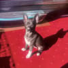 Chihuahua Pinscher Mix Frodo