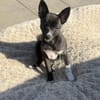 Chihuahua Pinscher Mix Frodo