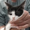 Stripe sucht DICH als Spielpartner!