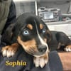 Sophia mit den blauen Augen