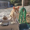 Kletterkatze Maverick sucht Zuhause!