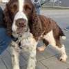 Rina 💖Springer Spaniel Hündin auf PS
