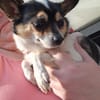 Ariel, kleine Chihuahua Dame geb. 2021