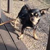 Cookie, süße Chihuahua Hündin