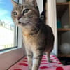 Verspielte Katze Greta