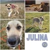 JULINA -Rundum tolles Hundekind-