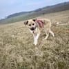 JULINA -Rundum tolles Hundekind-