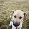 JULINA -Rundum tolles Hundekind-