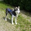 EYOLF -lieber, offener Huskymix-