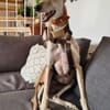 Josefa eine Traum Galgo Hündin