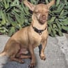 COCO, le pinscher créole