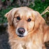 Füge, sanfter Golden-Retrievermix, ca.3J