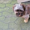 Shi-Tzu Rüde Jingles sucht sein Zuhause