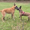 Liebevolle Malinois Mischlings Hündin