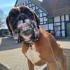 Charly - taffe Boxerleute gesucht