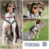 YUKINA -fröhlicher Familienhund-