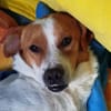 Jack-Russell-Mix Timmy sucht ein Zuhause