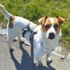 Jack-Russell-Mix Timmy sucht ein Zuhause