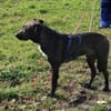 Porthos1 sucht ein Zuhause