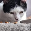 Algoz  verschmuster Kater sucht Zuhause