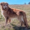 Sanfter Golden Retrievermischling