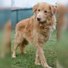 Sanfter Golden Retrievermischling