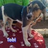Tobi - neugierig und verspielt