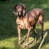 BIRKO - unser liebenswerter Hundesenior