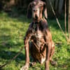 BIRKO - unser liebenswerter Hundesenior