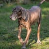 BIRKO - unser liebenswerter Hundesenior