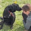 Labradormixdame Linda sucht liebes Heim