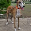 Jupiter - Traumgalgo sucht Traumzuhause