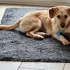 Vigo  - kleiner Hund sucht Zuhause