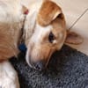 Vigo  - kleiner Hund sucht Zuhause