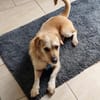 Vigo  - kleiner Hund sucht Zuhause