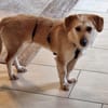 Vigo  - kleiner Hund sucht Zuhause