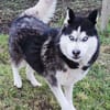 Agile, ältere Husky Hündin