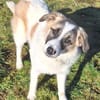 ELFIE -rundum tolles Hundekind-