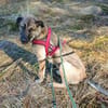 Scheues Hundekind Lucy sucht Heimat