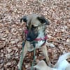 Scheues Hundekind Lucy sucht Heimat